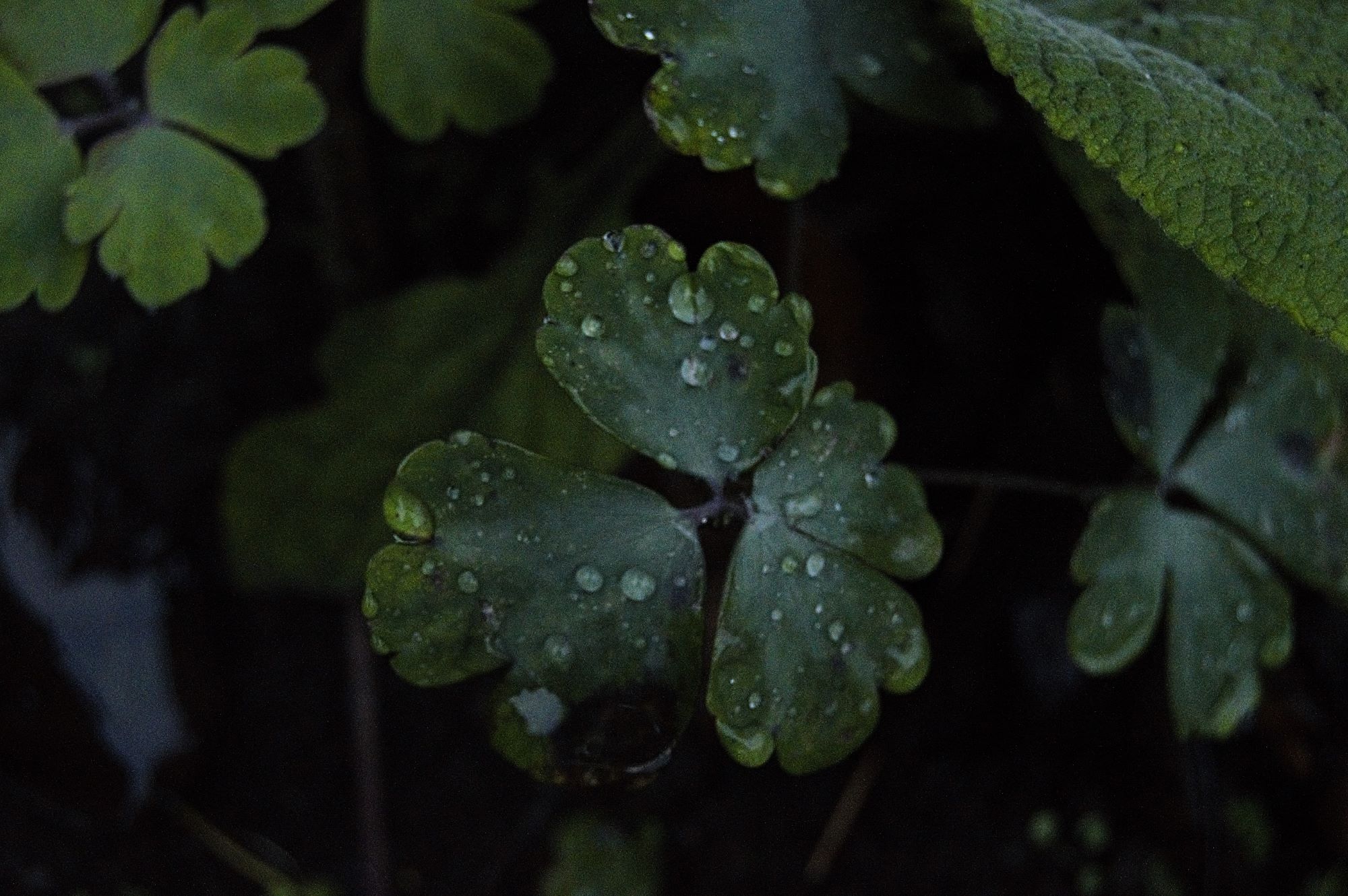Callum Barraclough Green clover