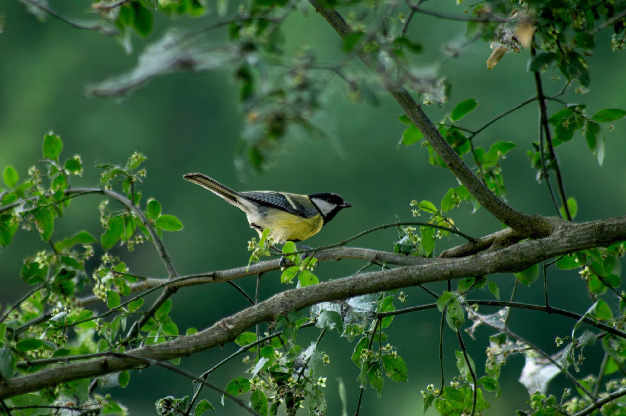 Photo 1 - Callum Barraclough Blue tit in tree
