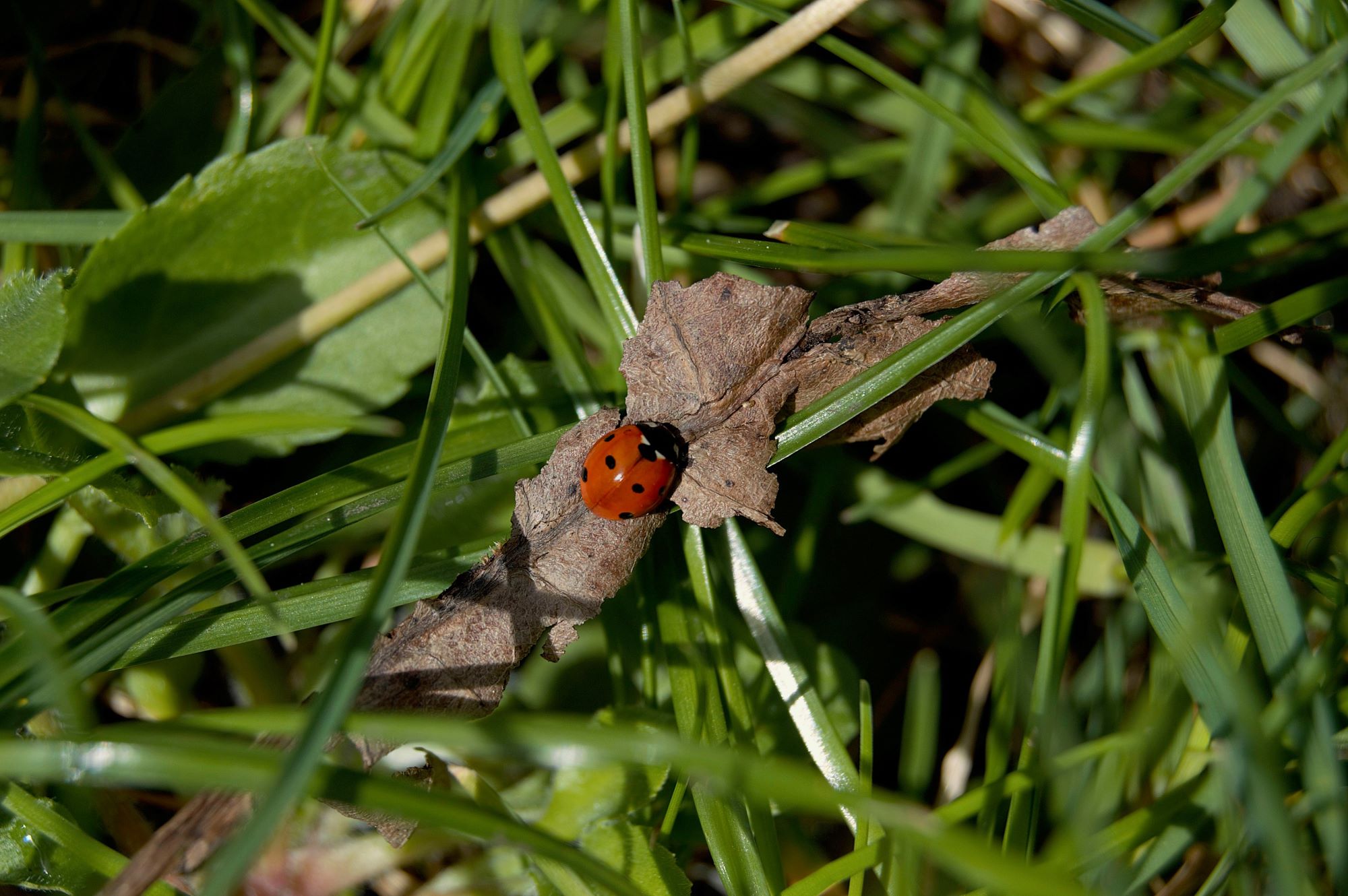 Photo 2 - Callum Barraclough - WINNER ladybird on leaf