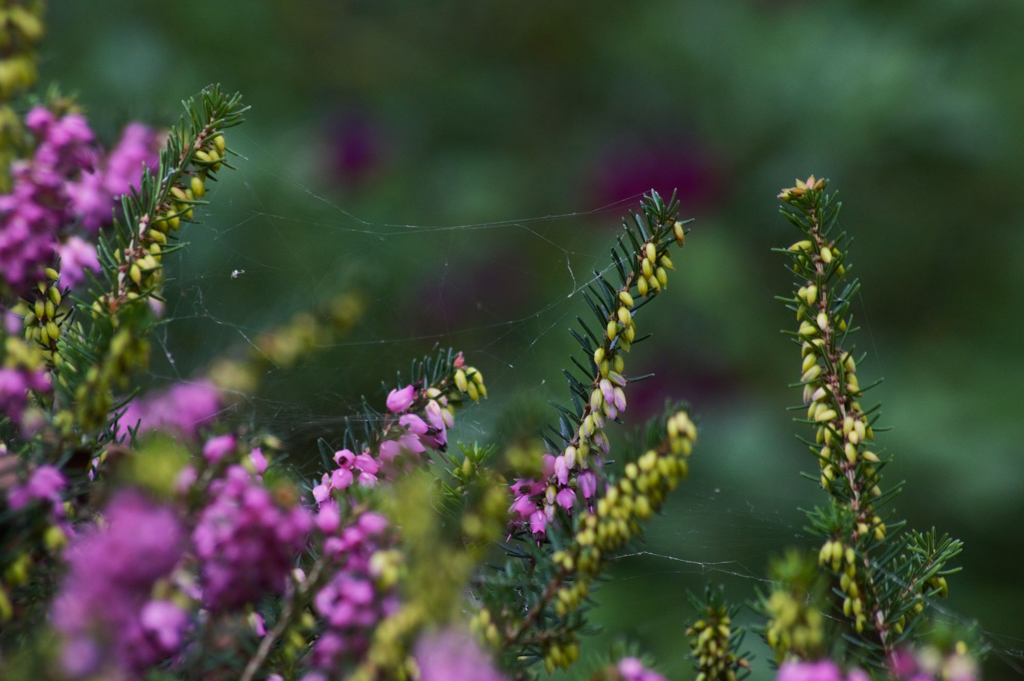 Callum Barraclough close up of purple flowers