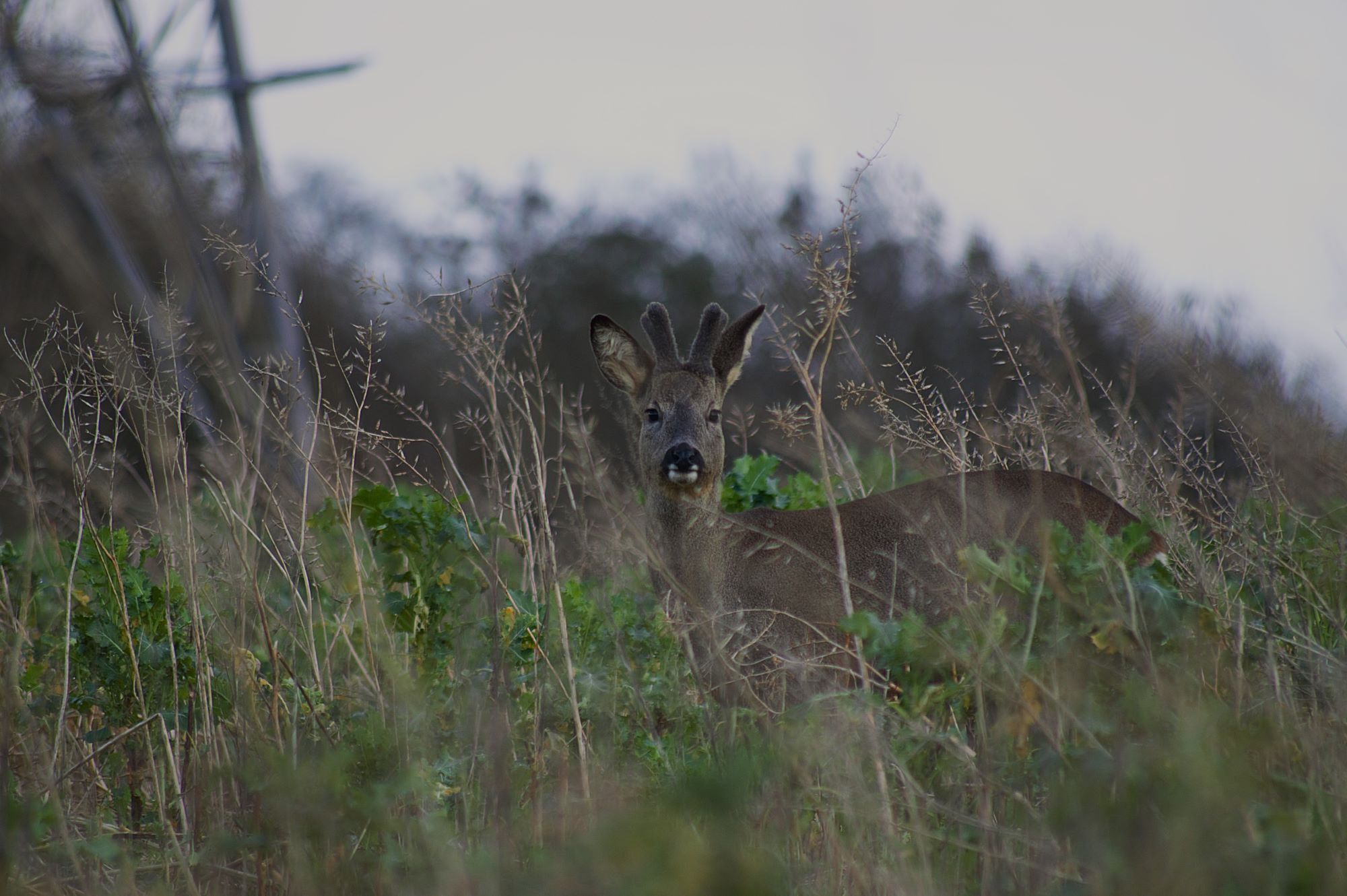 Callum Barraclough close up of deer