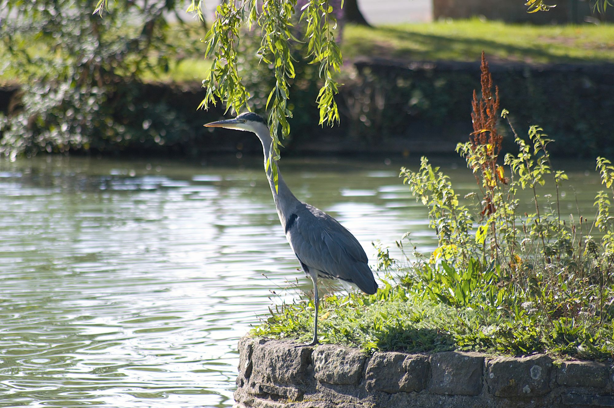 Callum Barraclough, Duck Pond heron at duck pond