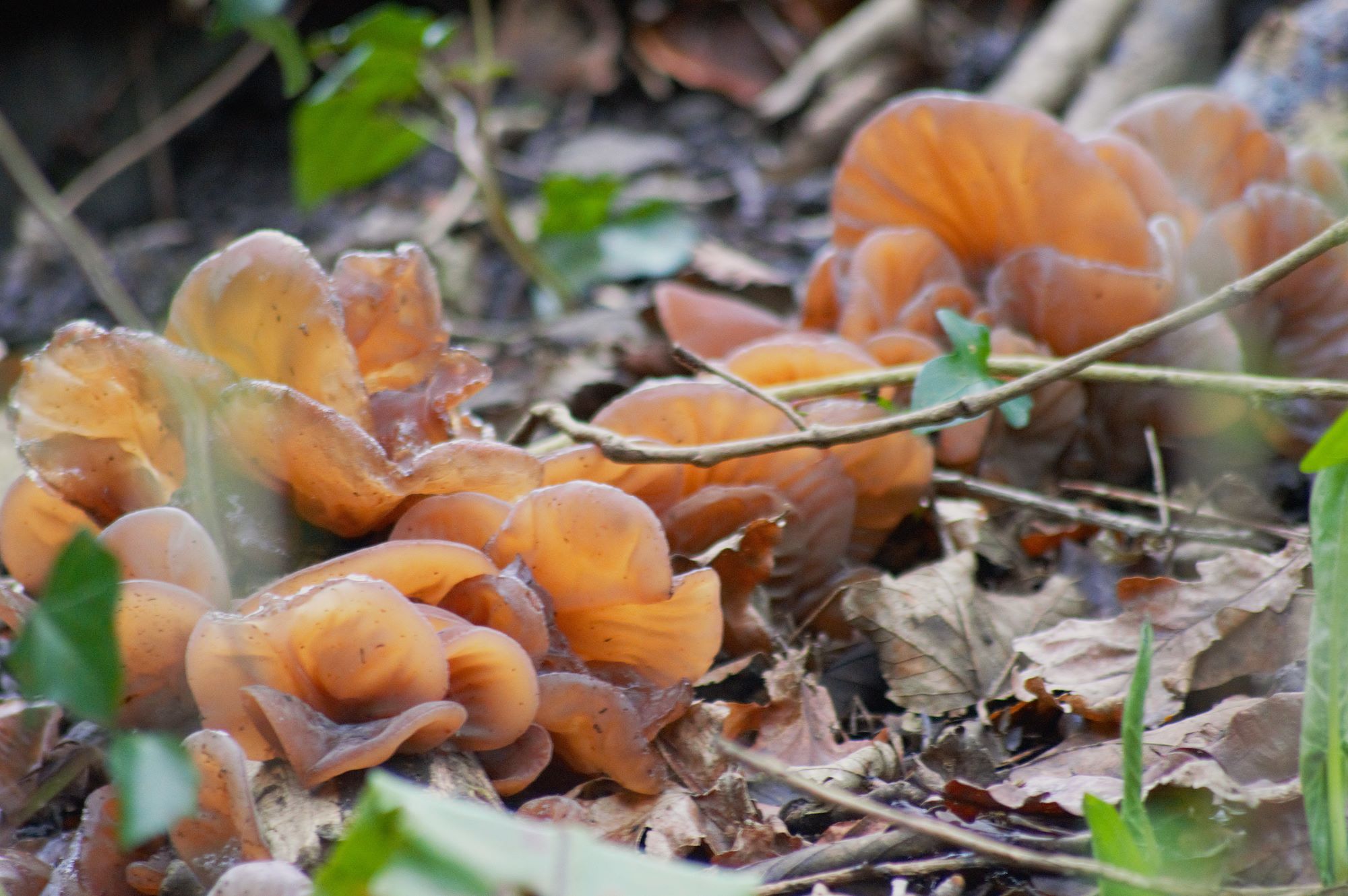 Callum Barraclough close up of mushrooms