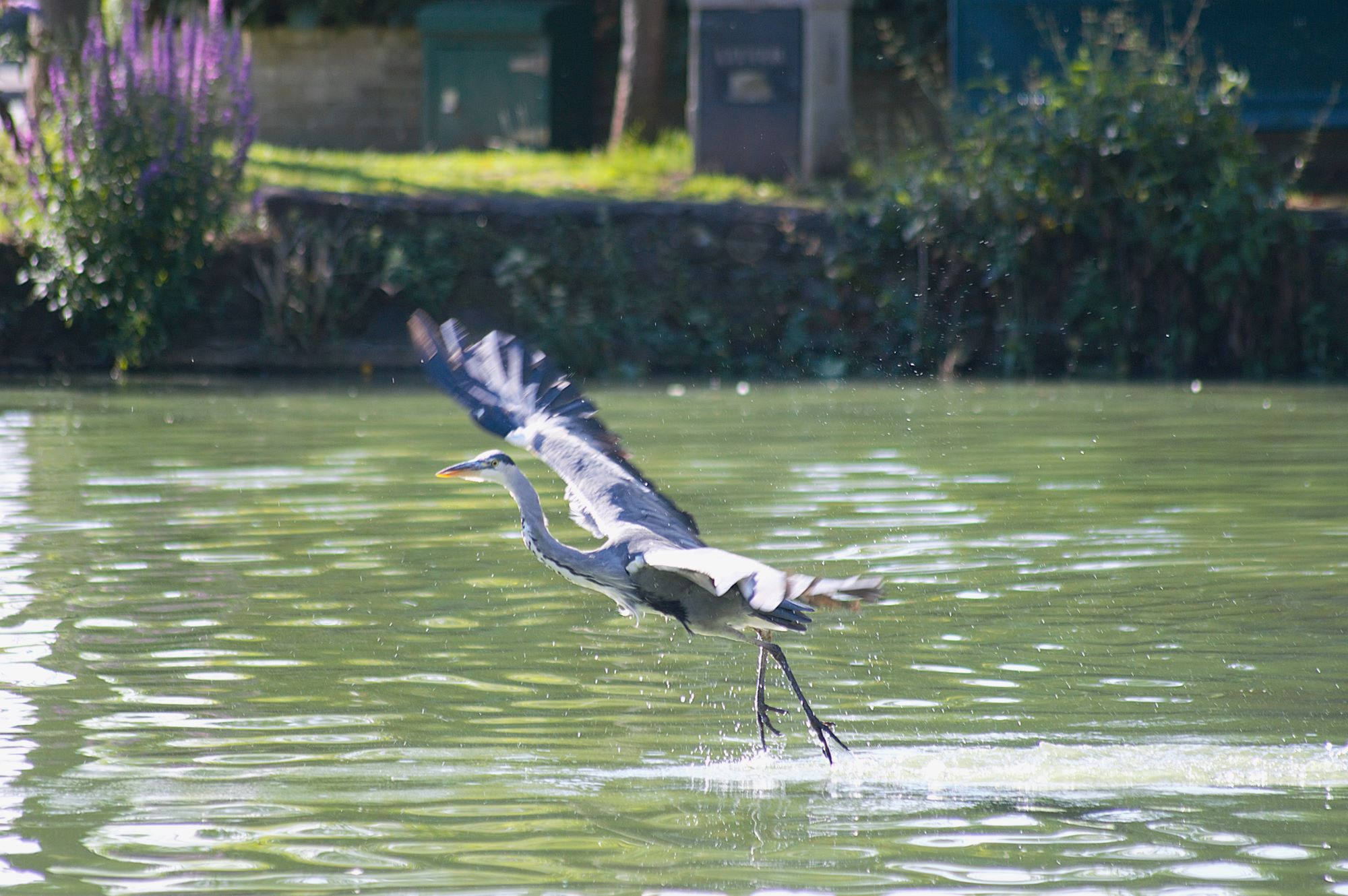 Callum Barraclough, Duck Pond Heron flying at duck pond