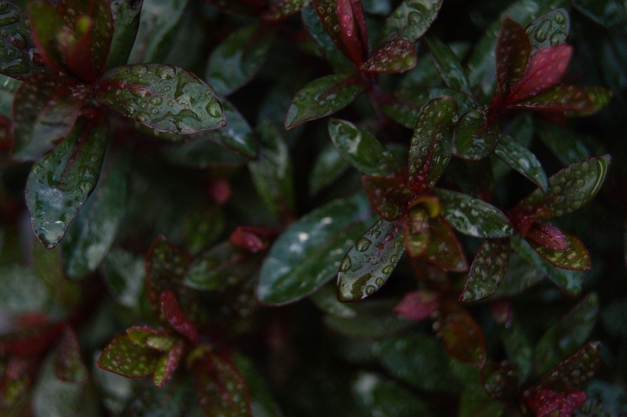 Callum Barraclough close up of green bush