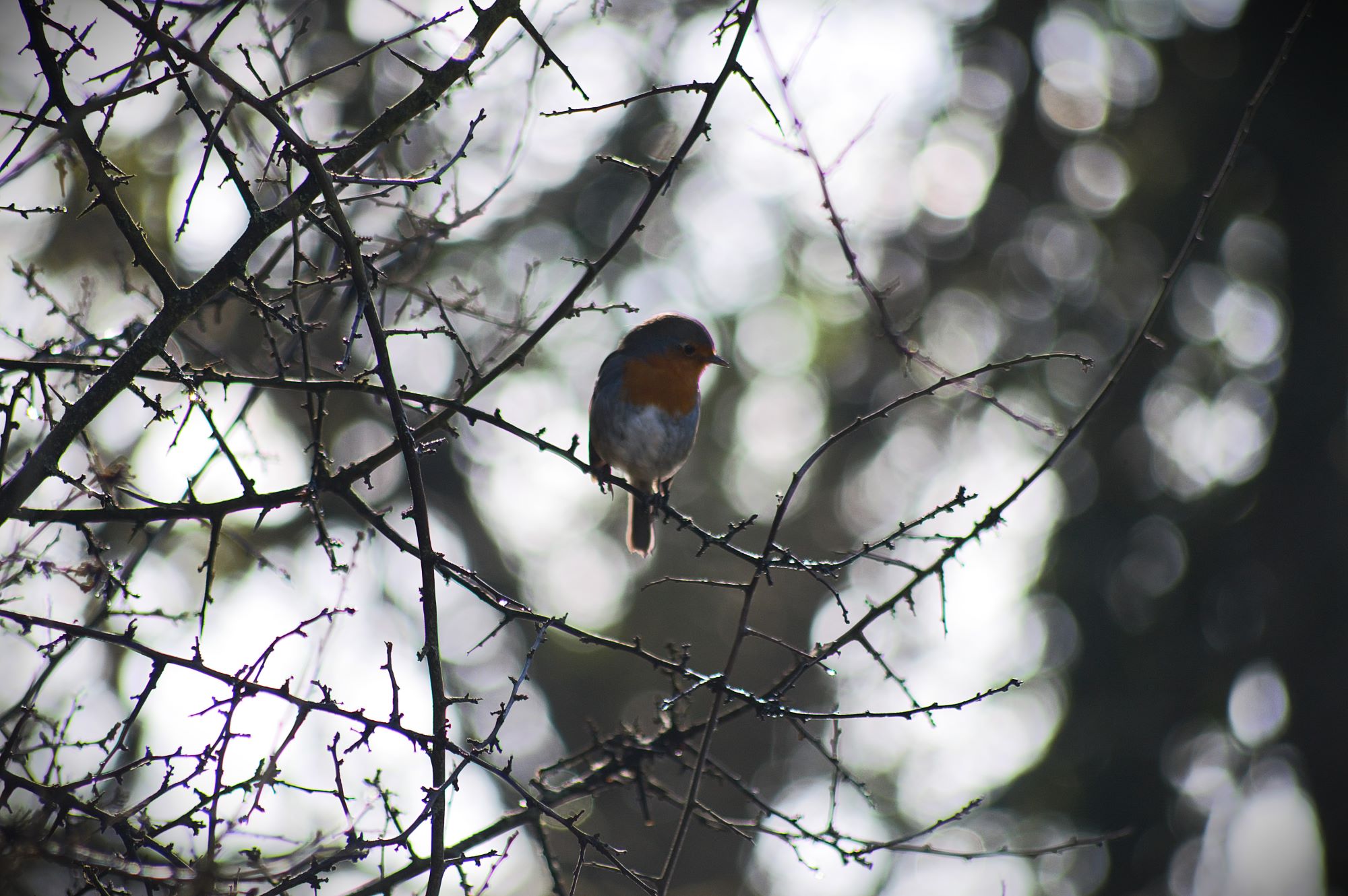 Callum Barraclough Robin in a tree