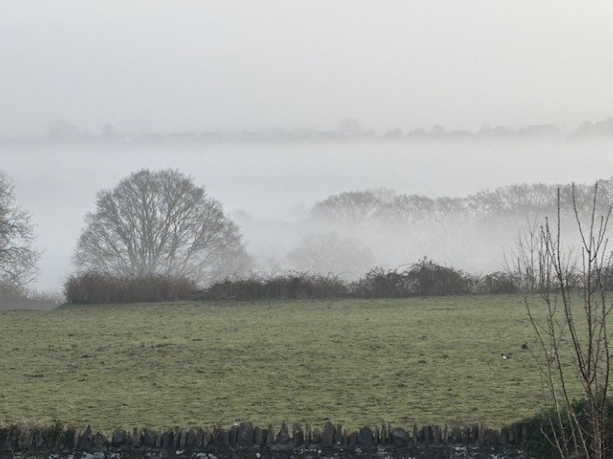 Sheelagh Mason, Hicks Common foggy field in winterbourne