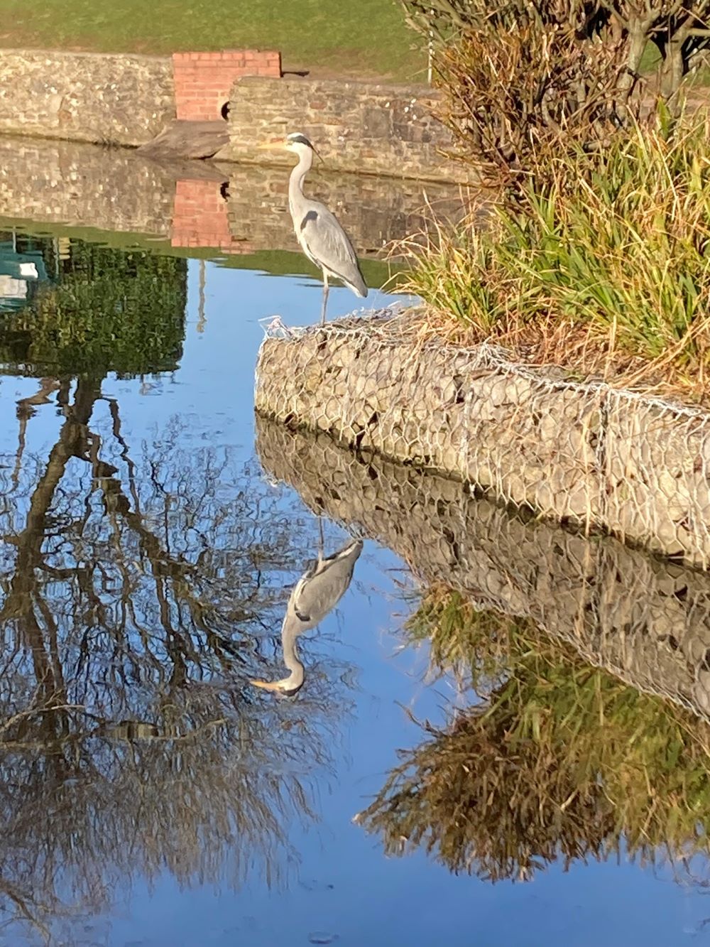 Photo 8 - Liz Windett Heron at duck pond