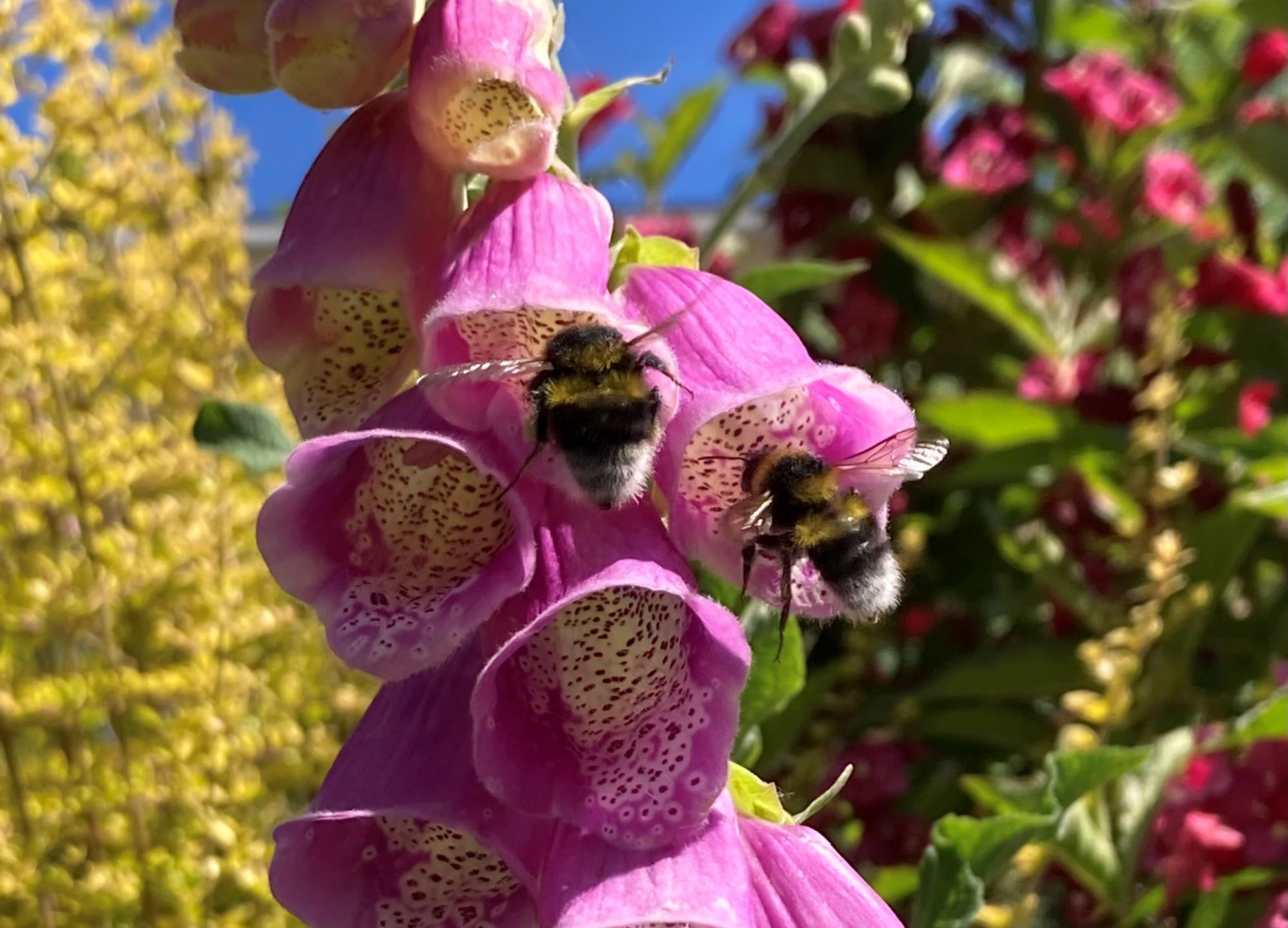 Photo 3 - Liz Windett  bumble bees in foxglove flowers