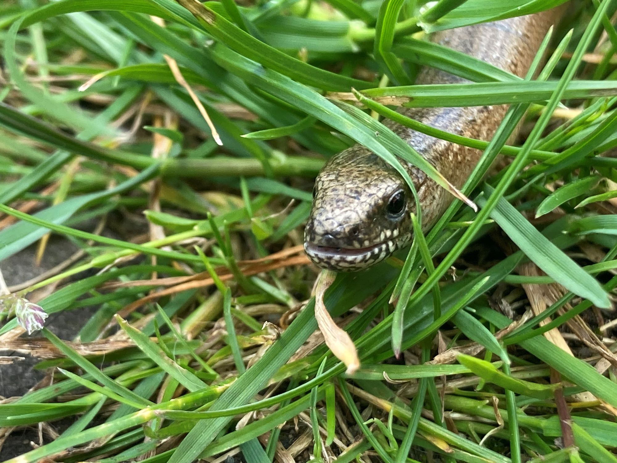 Photo 4 - Liz Windett slow worm face in grass