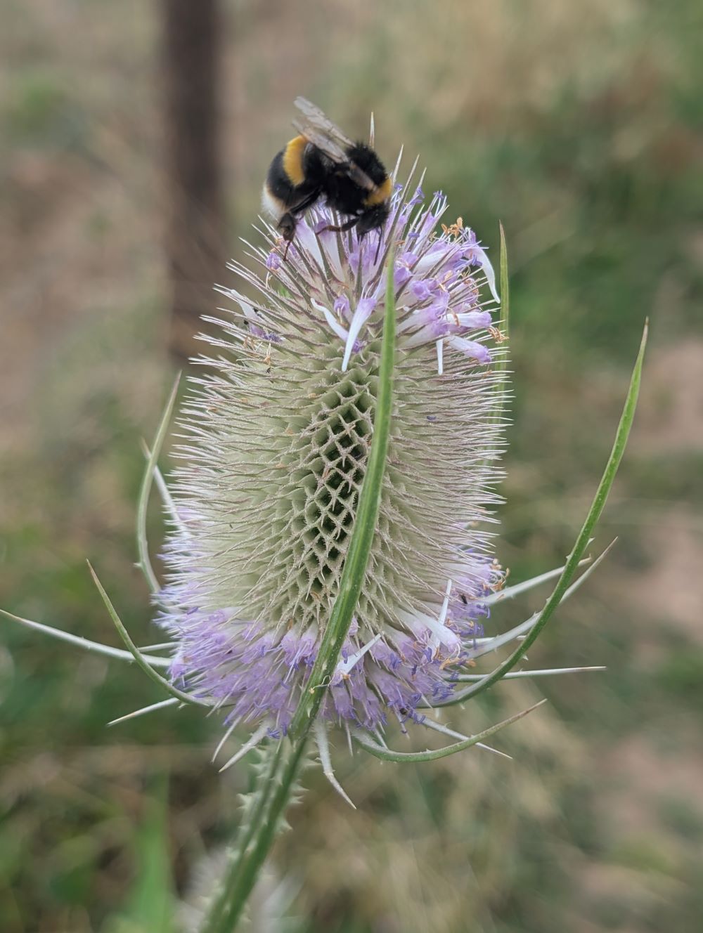 Photo 13 Liz Clements bumble bee on flower