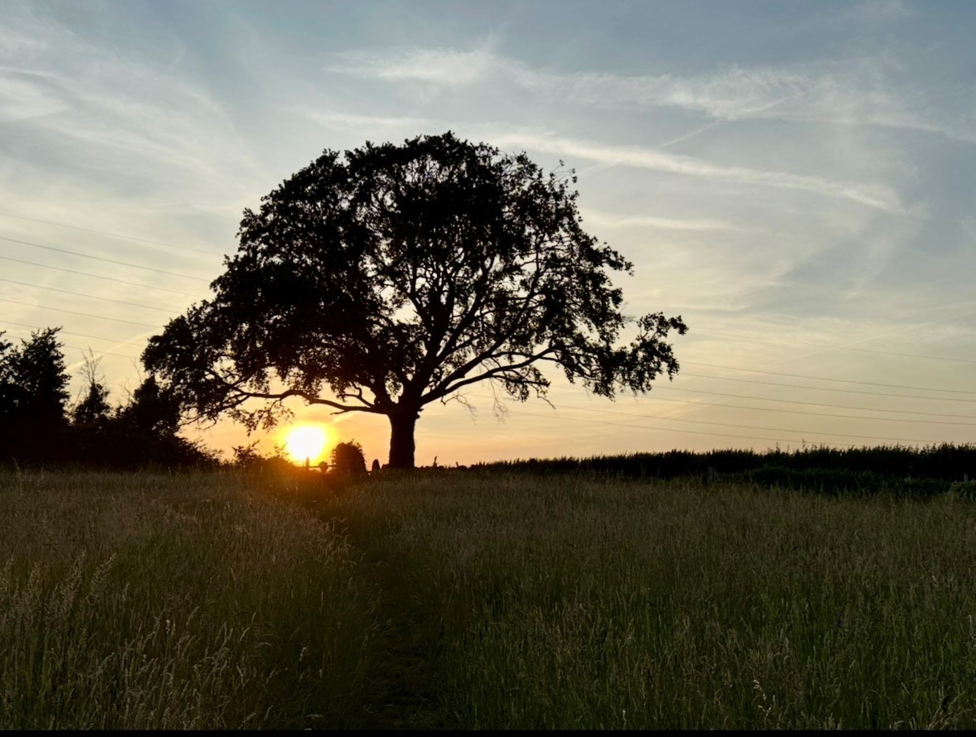 Photo 6 - Lynn Haddrell tree at sunset