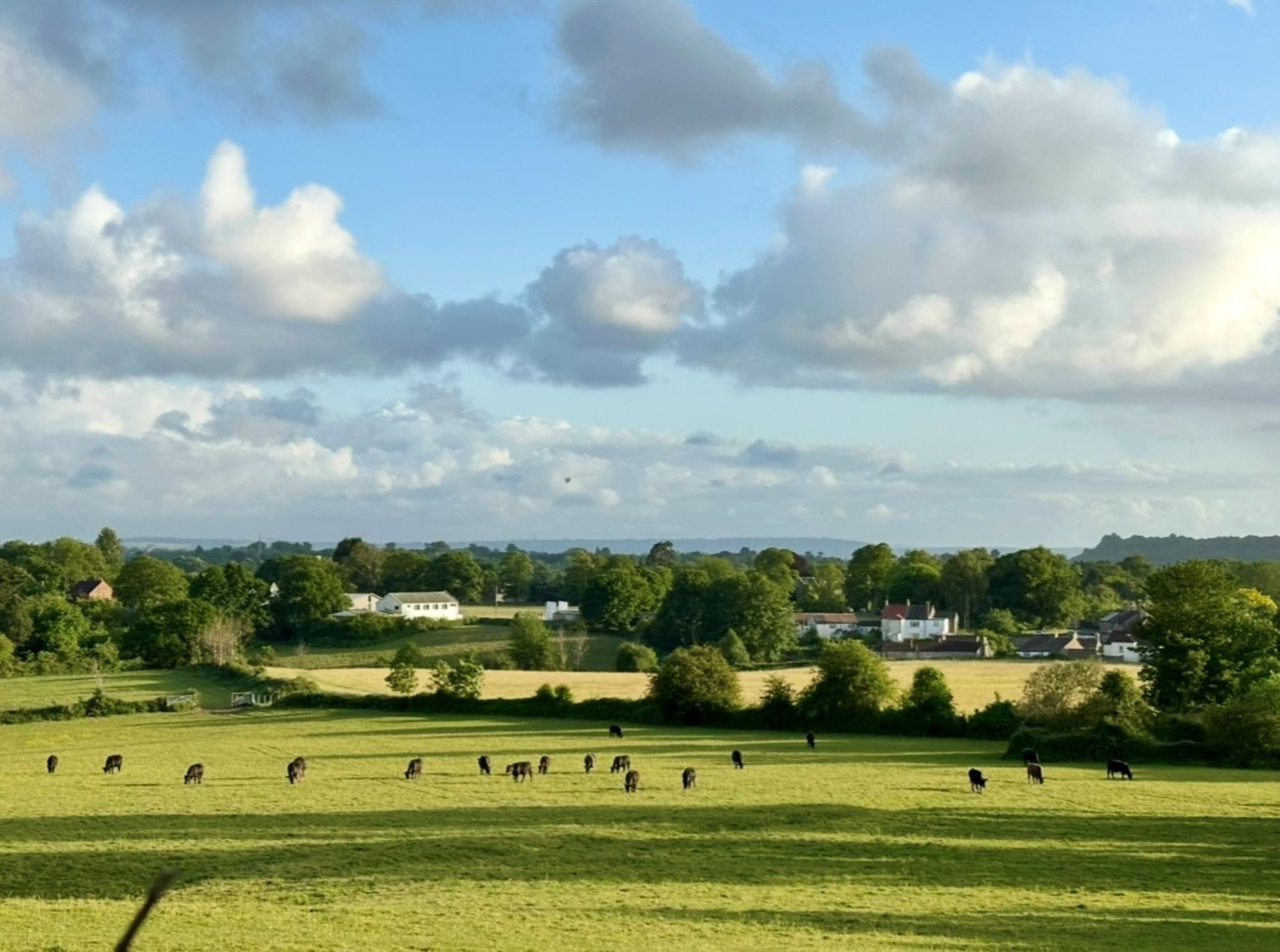 Photo 5 - Lynn Haddrell field in winterbourne with cattle
