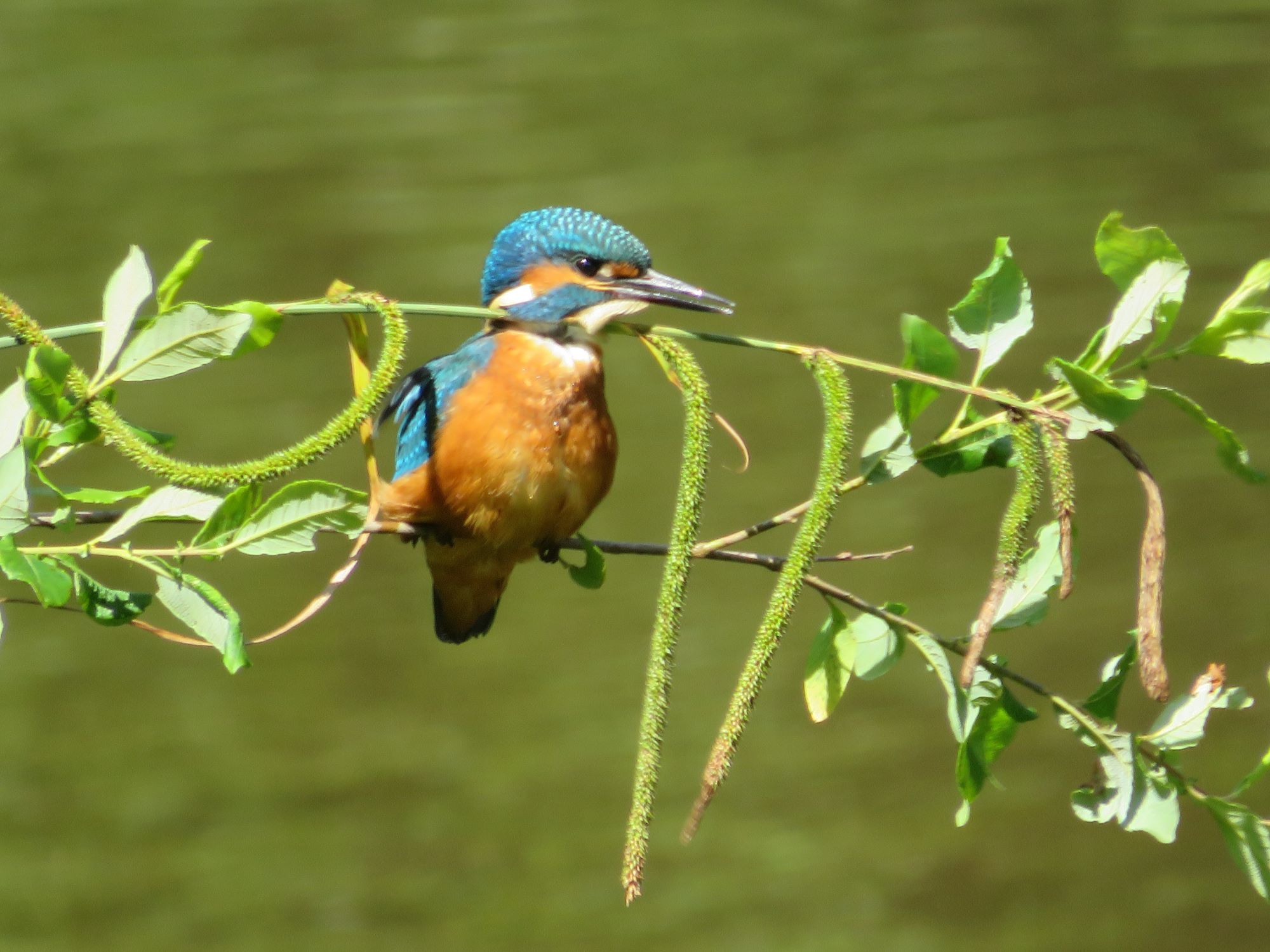 Photo 12 - Mitch Vardy Kingfisher on branch
