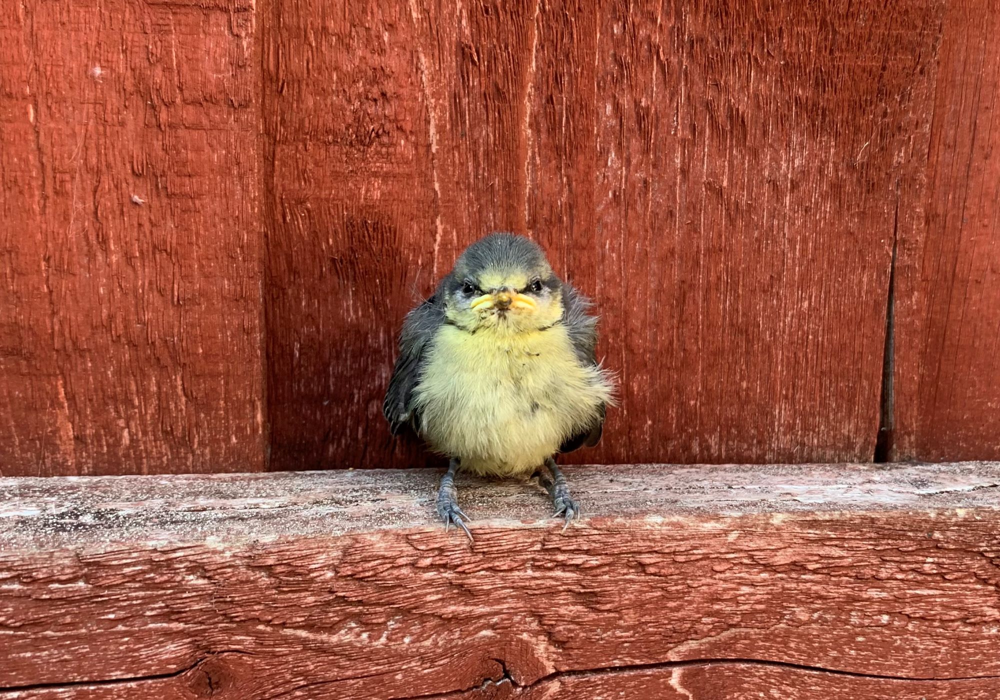 Photo 7 - Rachel Tothill baby blue tit sitting on fence