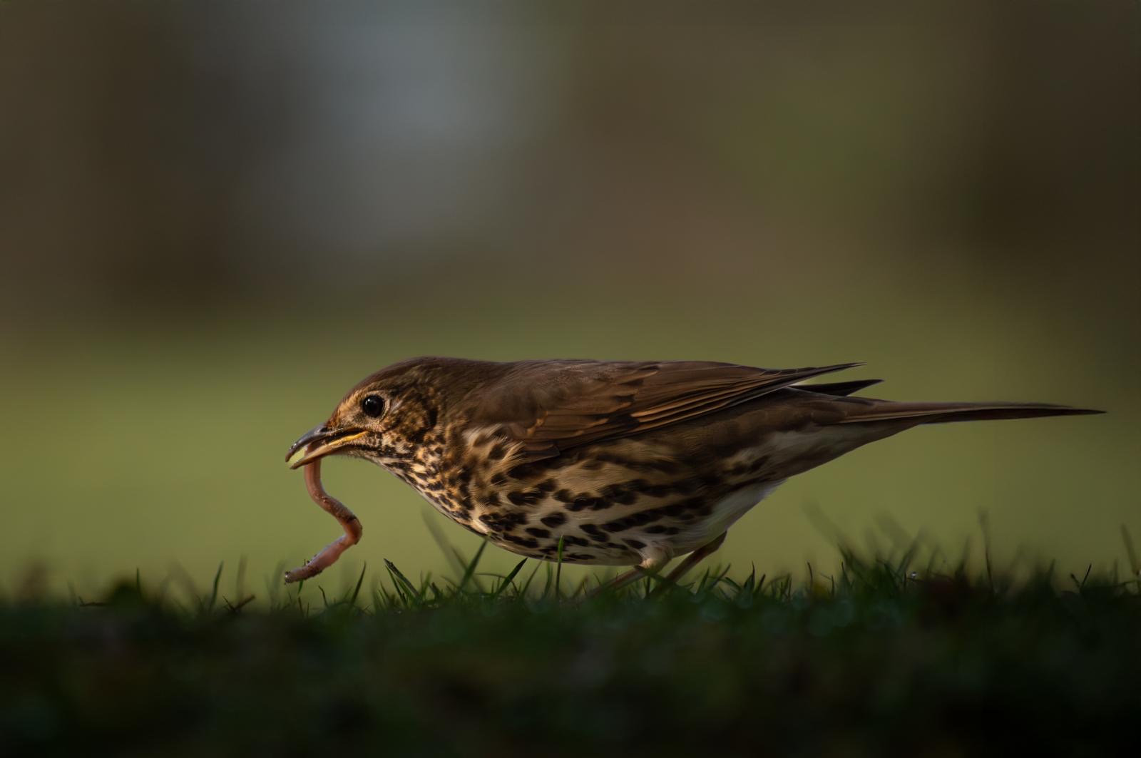 Photo 9 - WINNER - Callum Barraclough thrush bird with