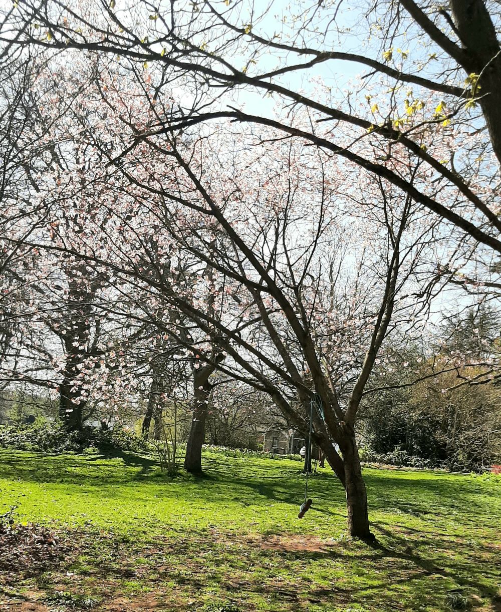 Photo 10 - Sue Fenton trees