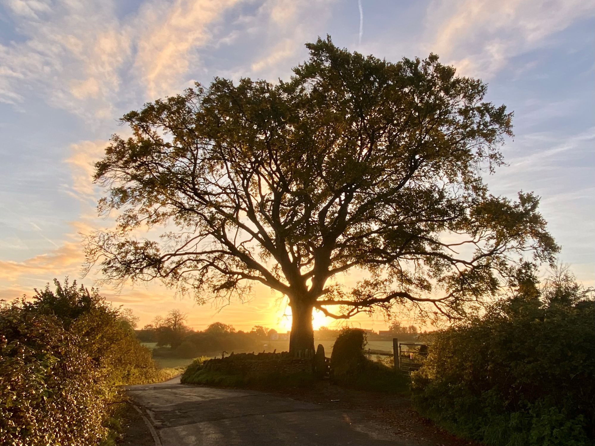 Winterbourne sunrise with tree
