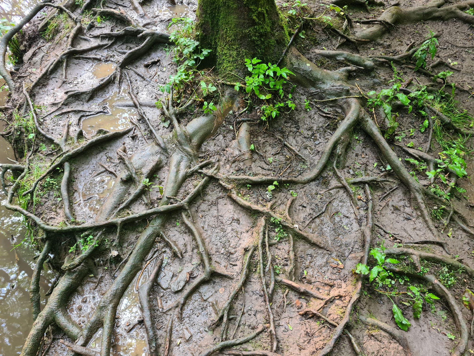 Photo 6 - Ian Cessford tree roots