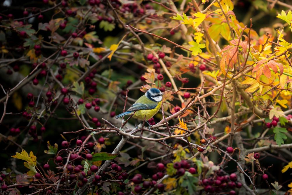 Blue tit on branch with berries