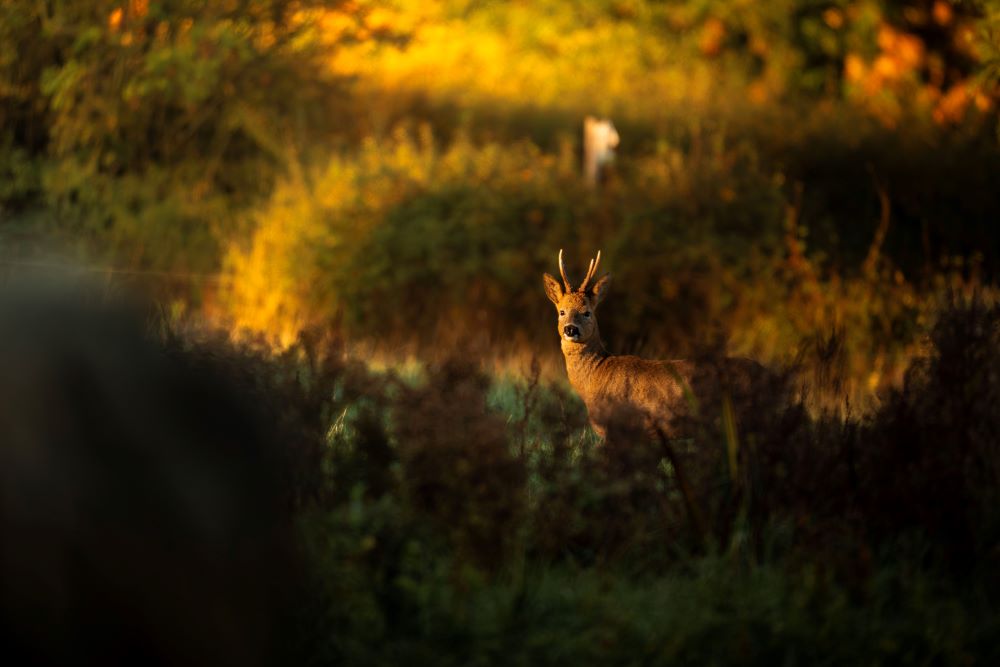 Winterbourne deer in field 