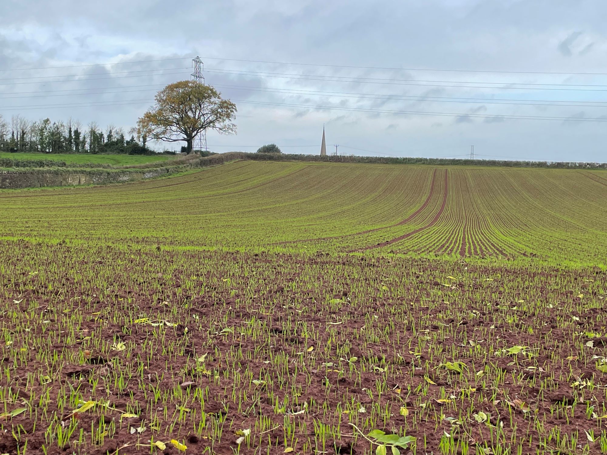Winterbourne farmers field and tree next to church