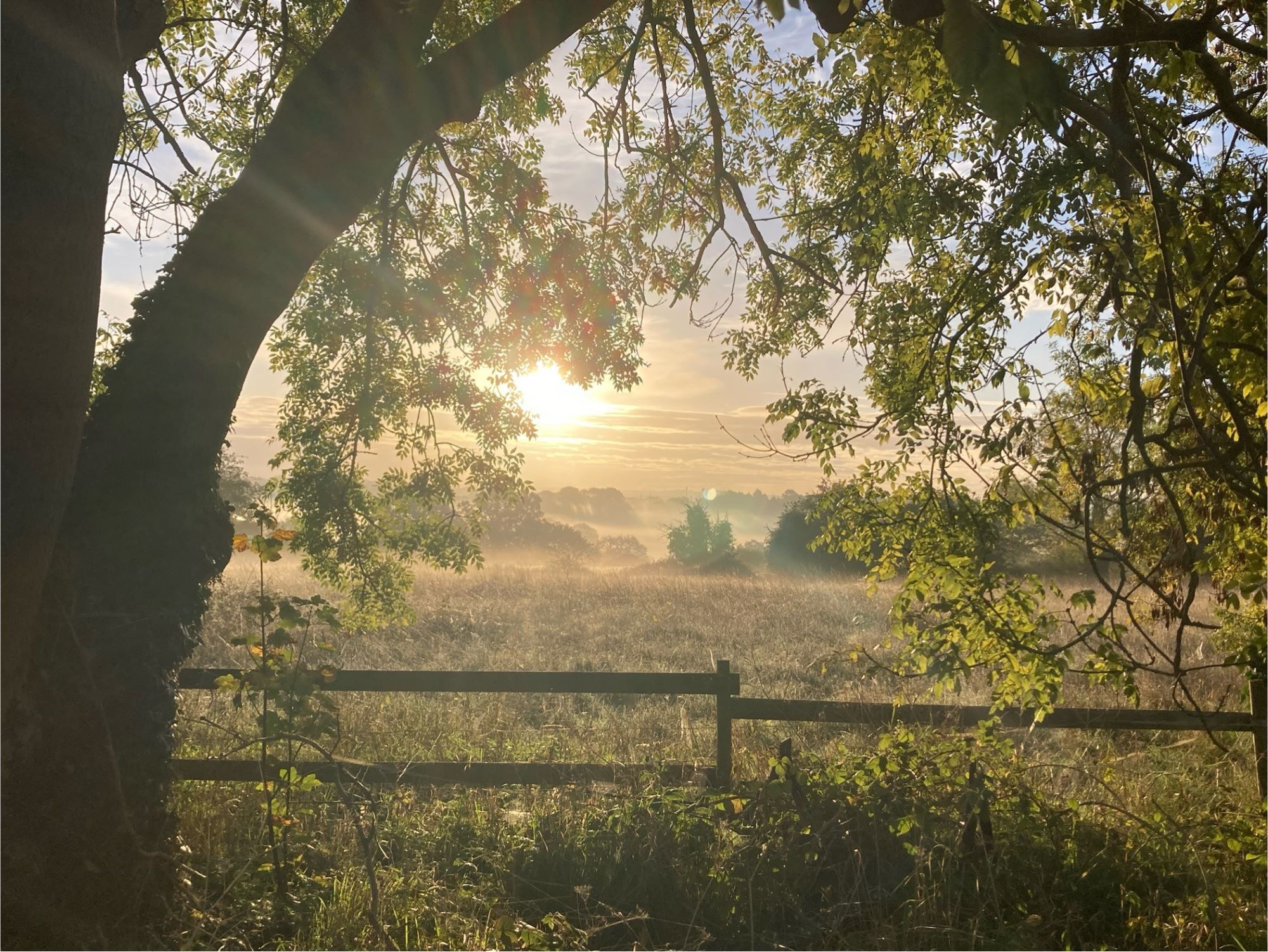 Winterbourne sunrise behind tree, foggy