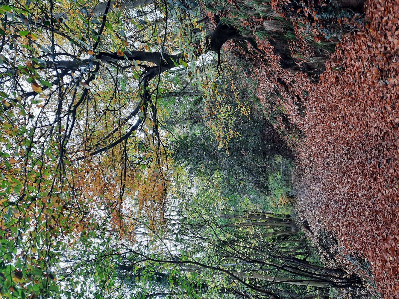 the Dingle Winterbourne with leaves and trees