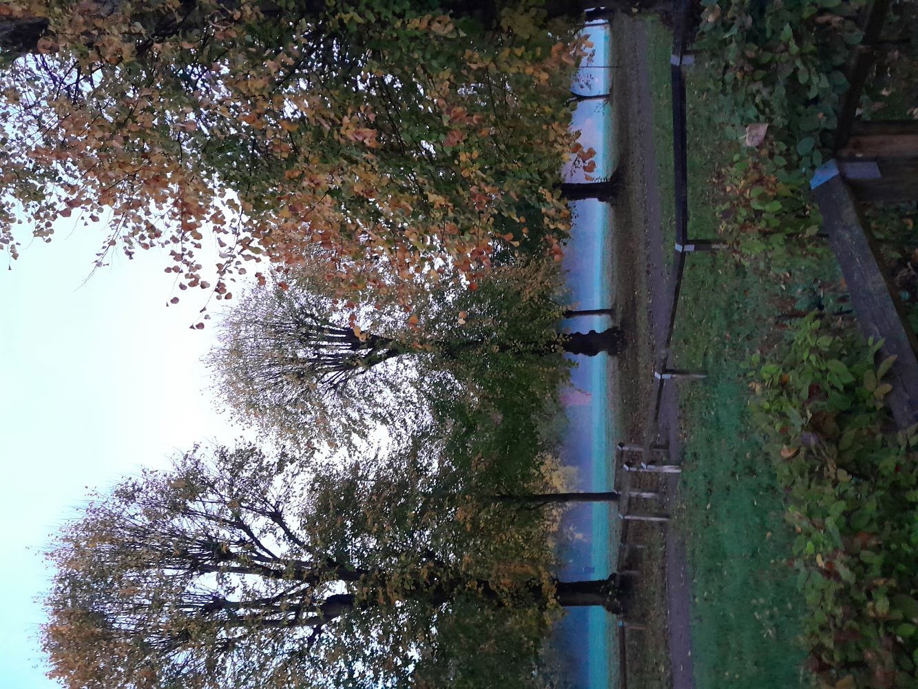 foggy trees in frenchay