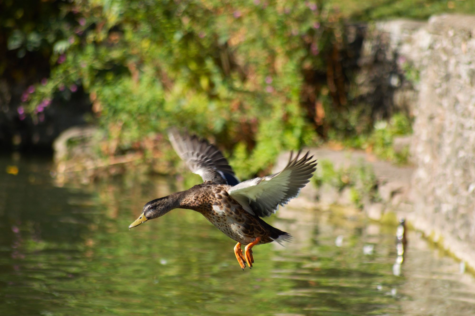 Image of a duck landing in water