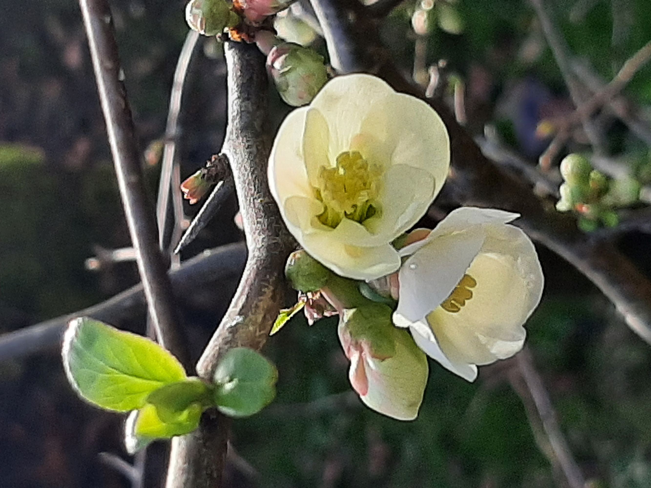 Sue Fenton White flowers