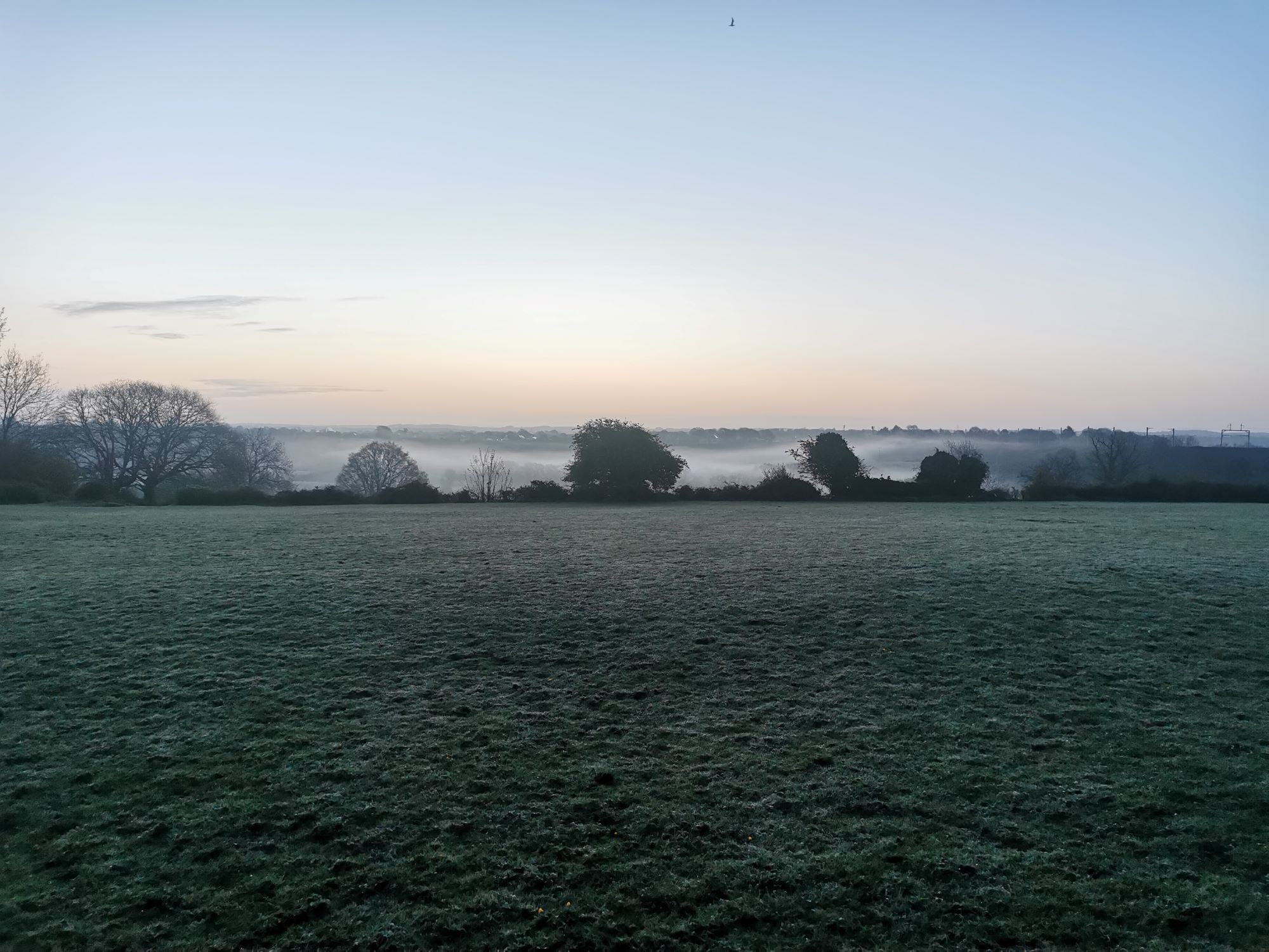 Hicks Common Foggy