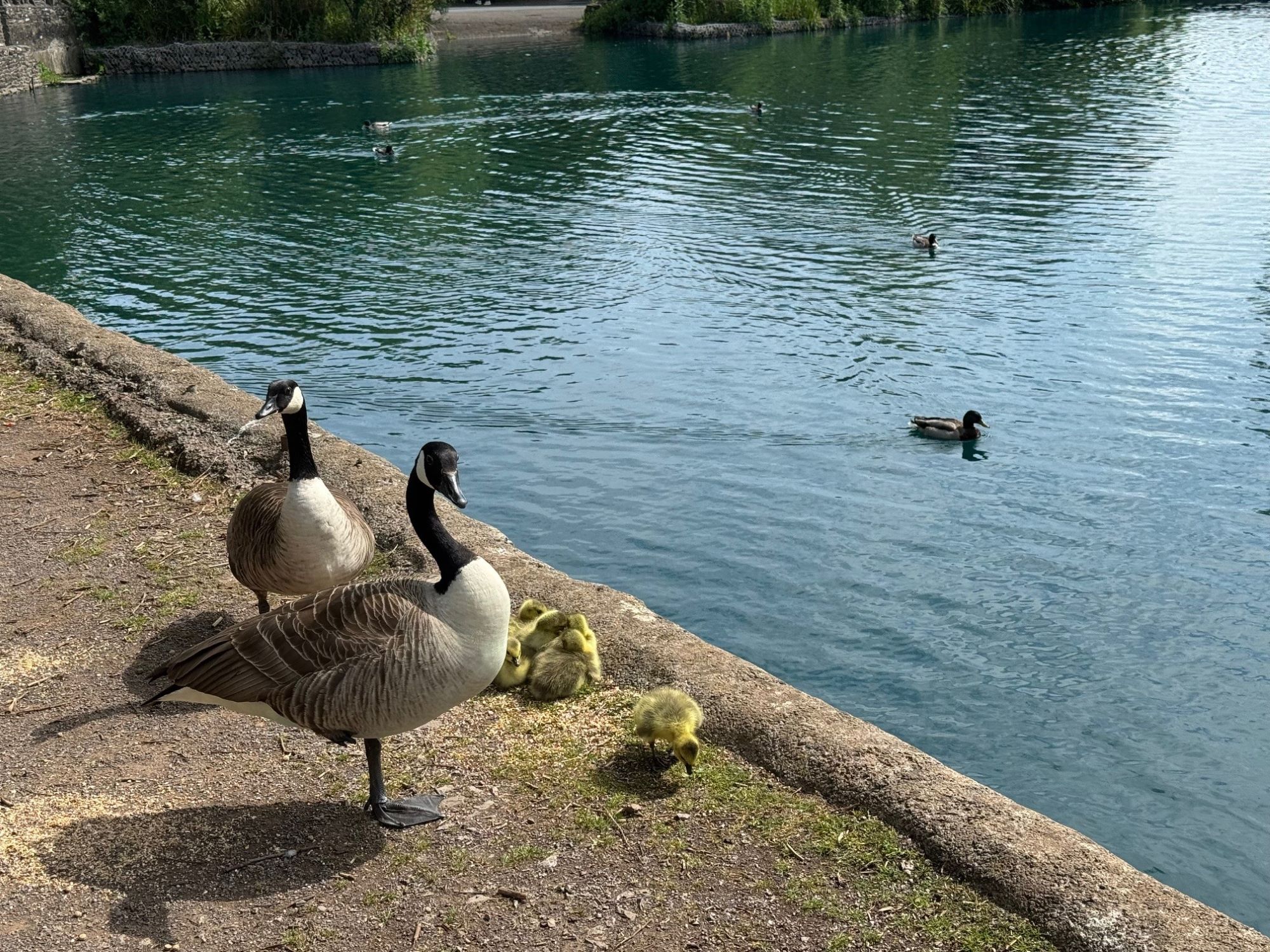 Geese at Winterbourne Duck Pond