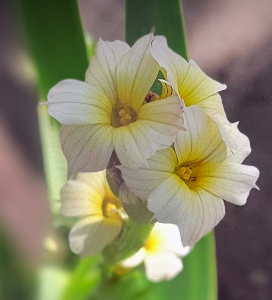 Sue Fenton White and yellow flowers