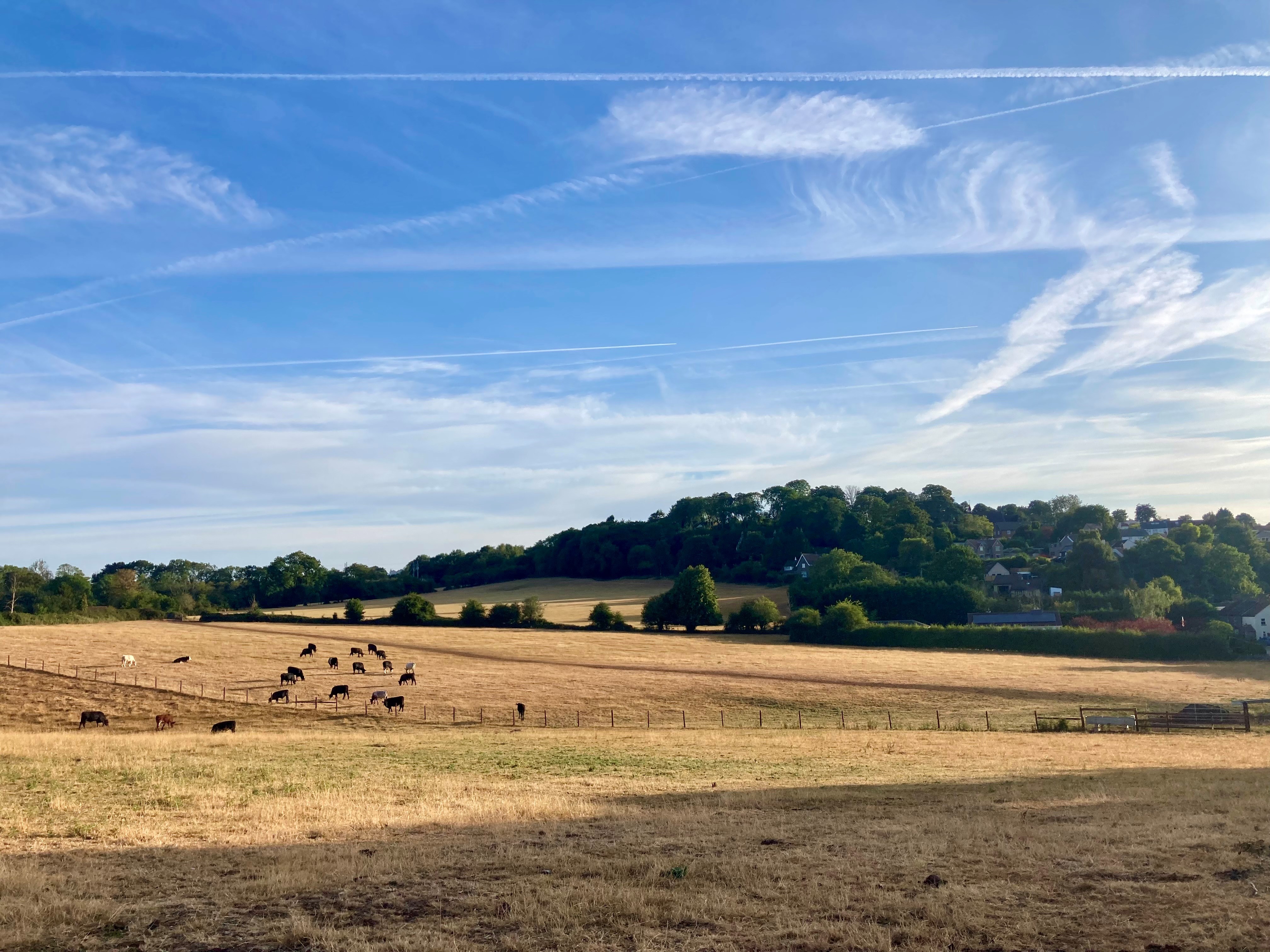 Liz Windett blue sky, field with cows